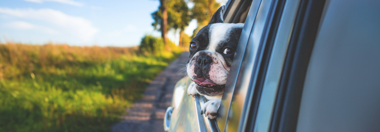 Hund schaut aus dem Fahrschulauto