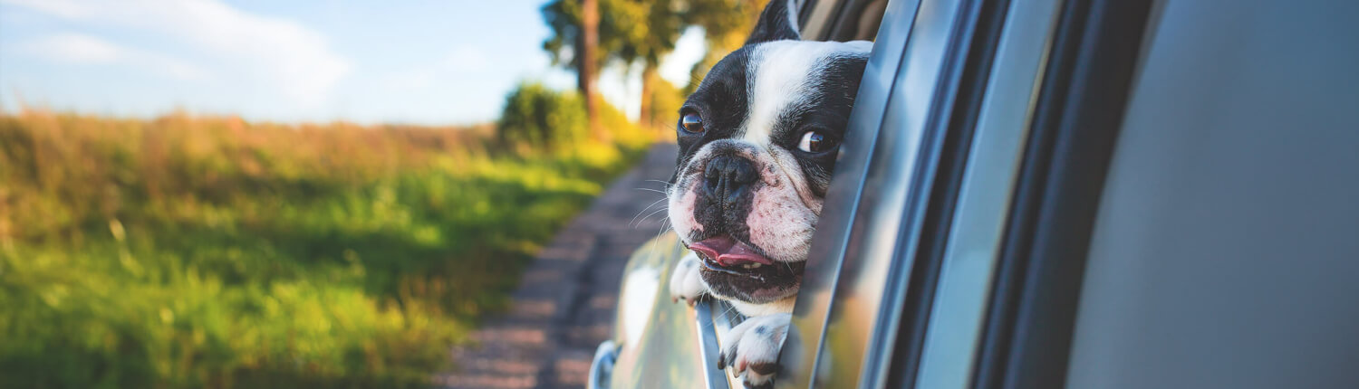 Hund schaut aus dem Fahrschulauto